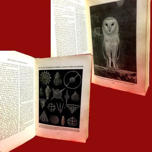 Popular Science & Industry Vol. II 1920 Antique Book Profusely Illustrated - Picture 6 of 12